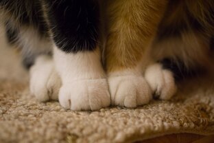 Моя кошачья банда