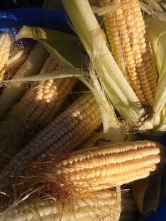 ДЕРЕВЕНСКИЙ МОЙ ЦВЕТНИК!