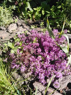 Аптекарский огород: лекарственные и пряные травы