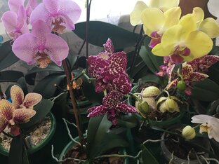 Мои орхидеи