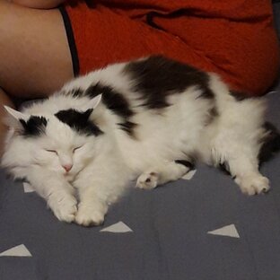 Кошка Снежа.