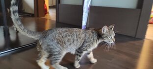 Ждут хозяйских ручек