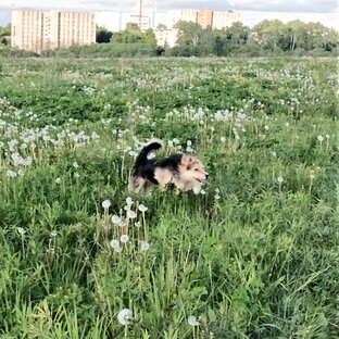 Друзья Ирмы 🐕🐶