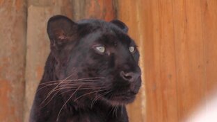 Названия животных