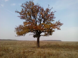 Груша дикая