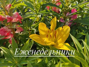 Жизнь в Крыму. Еженедельники