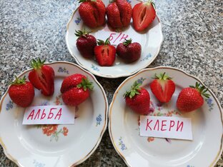 Сад, огород в Подмосковье