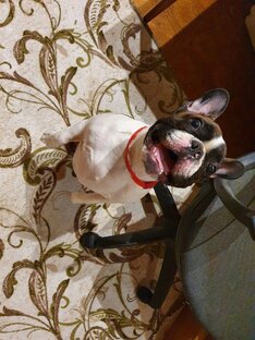 Дейзик- кабачок) любимая собачка! 