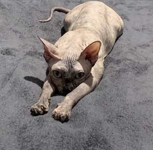 Ее величество Луна 🌒 