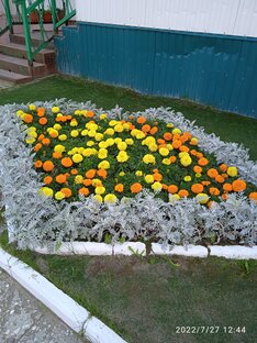 Прекрасные цветы 🌸🌼🌺