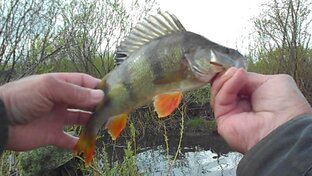 Щуки на спиннинг