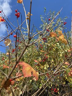 Люблю осень 🍂 
