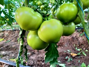 "Помидорчики "