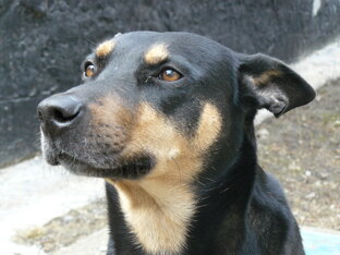 Наши старательные друзья!