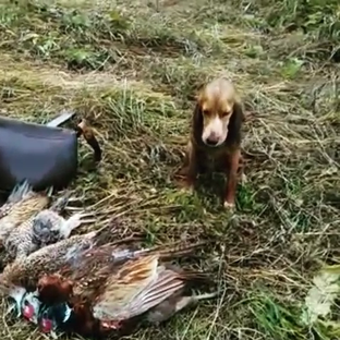 Охота на фазана с Бритонским эпаньелем