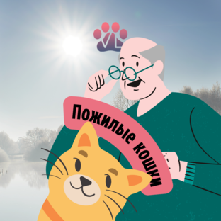 О пожилых кошках