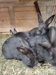 Моё кролиководство! 