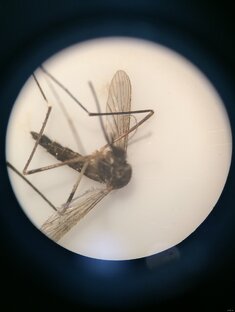 Жизнь под микроскопом 