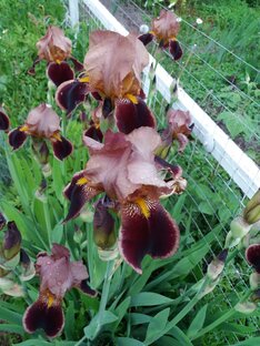 Многолетники. 