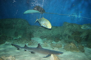 Монстры морей