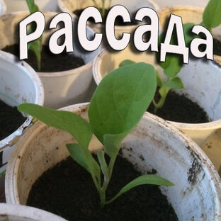 Рассада