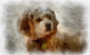 Моя собака.