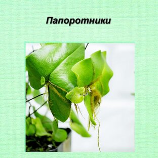 Папоротники
