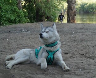 Все о ездовом спорте и нас в нем