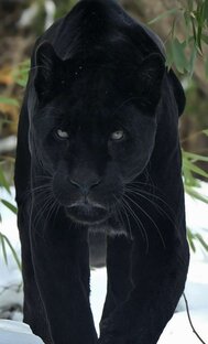 Пантера черная 