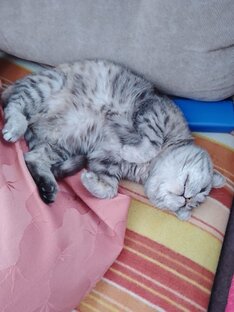 Домашние питомцы и не только. 