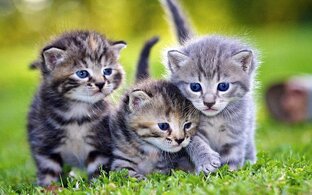Подборка котов