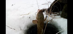 Рыбалка на переметы.