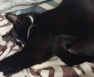 Мои любимые усатые котэ