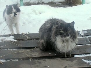 дача, кошки, котики, котята