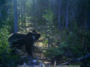 Медведь на приваде!
