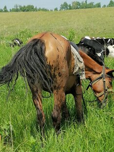 Теперишевская везде проходимая лошадь