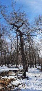 Растения,деревья
