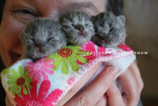 Новорожденные британские котята