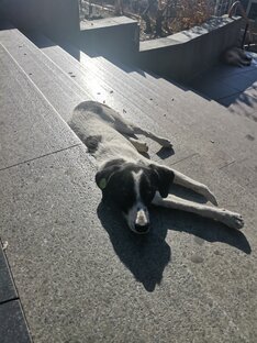 Забавные животные 