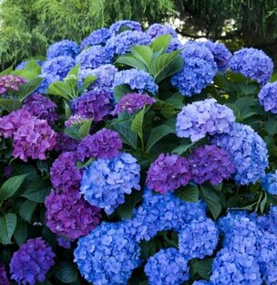 Гортензии 