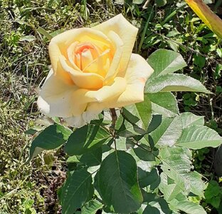 Летние истории