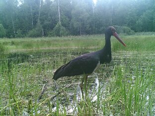 Ловушкины рассказы.