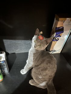 Видео Мартин