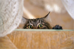 Дела житейские