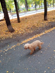 Животные мои