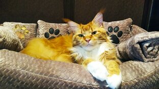 Своими руками для хвостиков