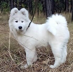 Дрессировка самоедской собаки