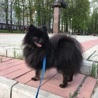 Дон Риккардо