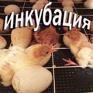 Инкубация