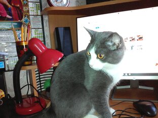 Видео-приколы